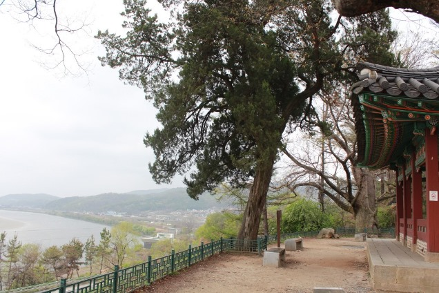 화석정 옆 보호수 23호 향나무