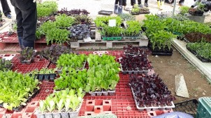 농장 현장에서 판매 중인 씨앗과 모종들