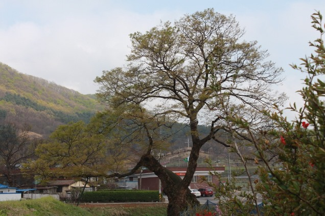 율곡2리 보호수 24호 느티나무