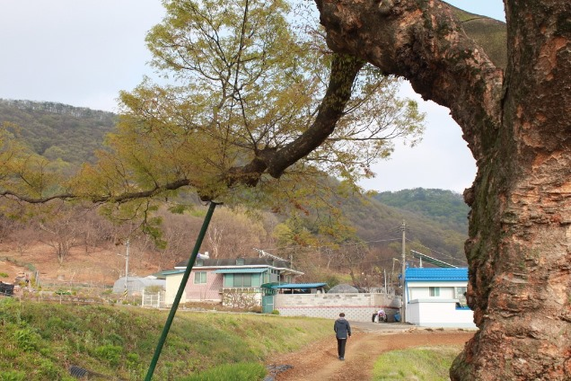 율곡2리 보호수 24호 느티나무 근경