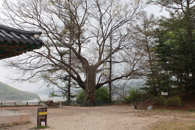 화석정 옆 보호수 22호 느티나무