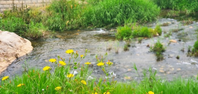 눌노천에 핀 야생화