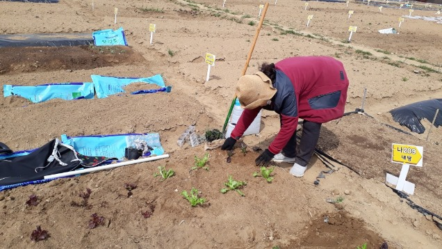 오빠와 함께 작물을 심고 있는 동생 현정옥 씨