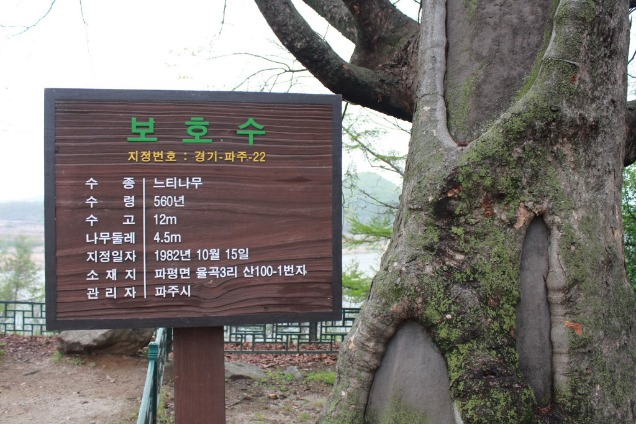 보호수 22호 느티나무 안내판