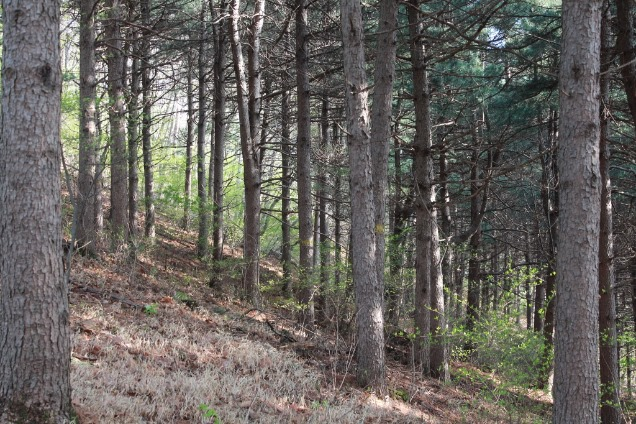 도토리길에 있는 전나무숲