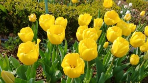 노랑튤립