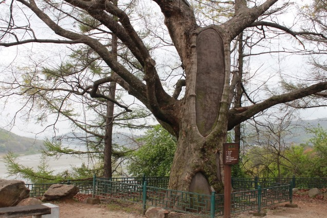 화석정 옆 보호수 22호 느티나무 근경