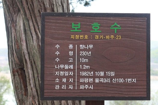 보호수 23호 향나무 안내판