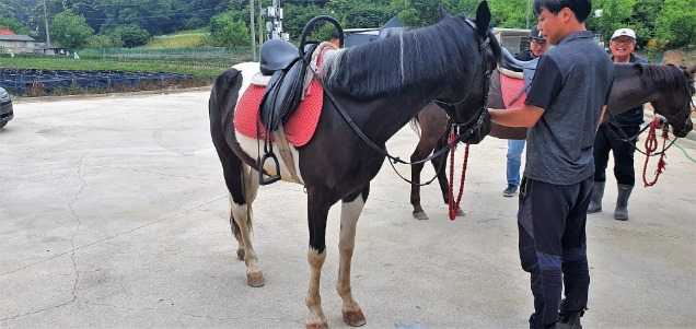 말을 타려고 준비 중인 기자