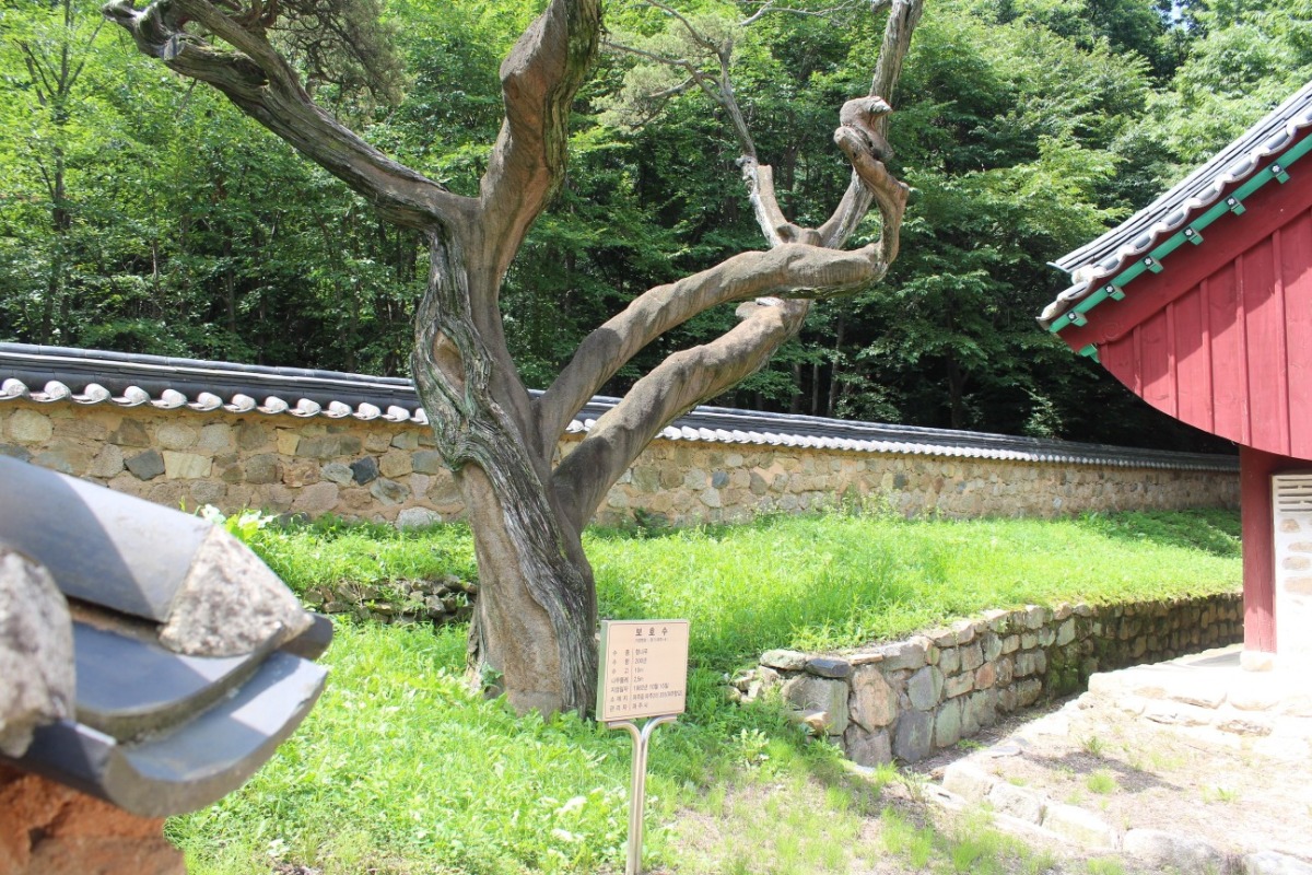 41호 향나무 아랫부분