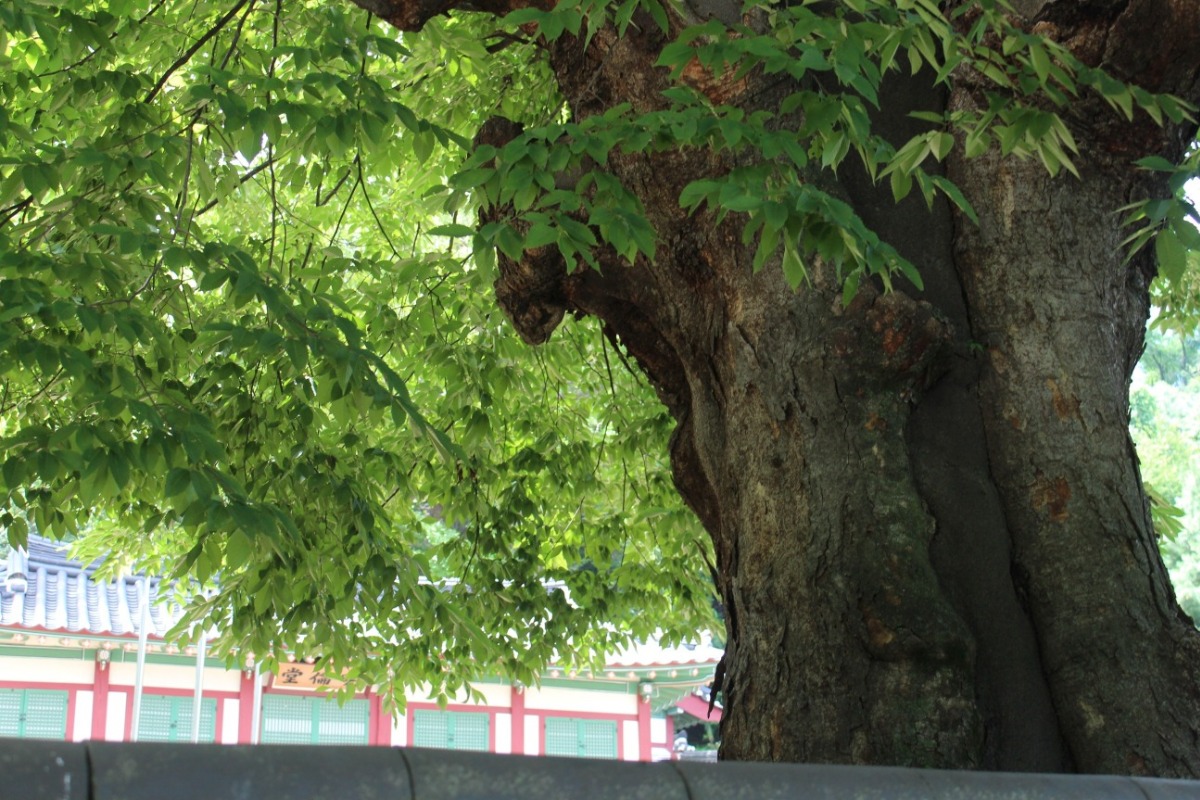 40호 느티나무 근경