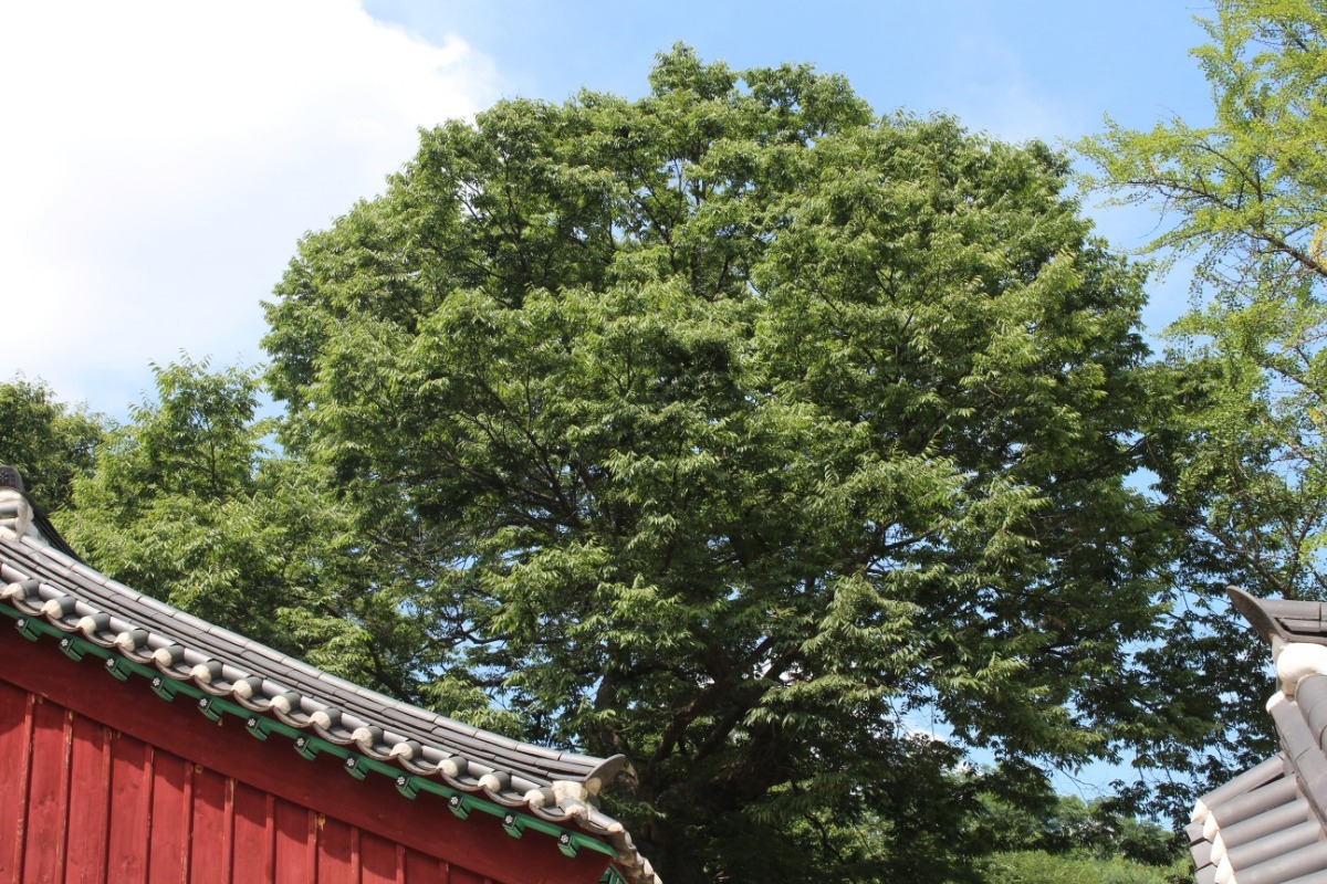  하늘 높이 우뚝 서 있는 38호 느티나무