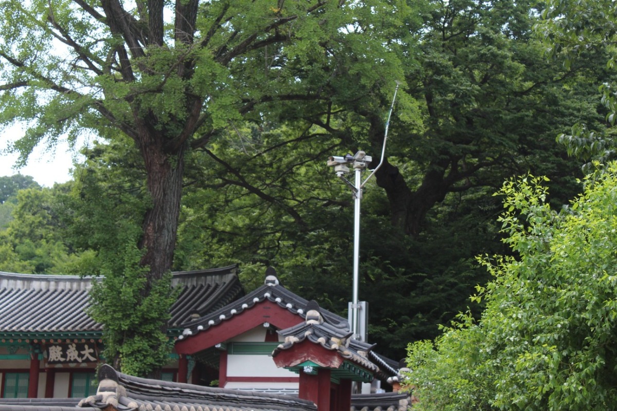 파주향교 대성전과 38호 느티나무