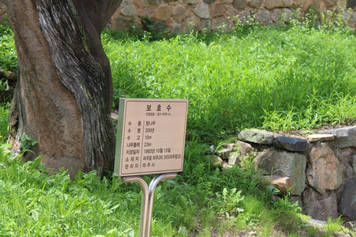 41호 향나무 안내판