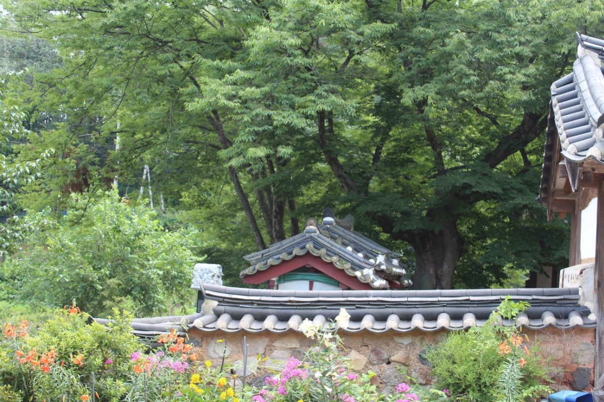 40호 느티나무와 파주향교 담장