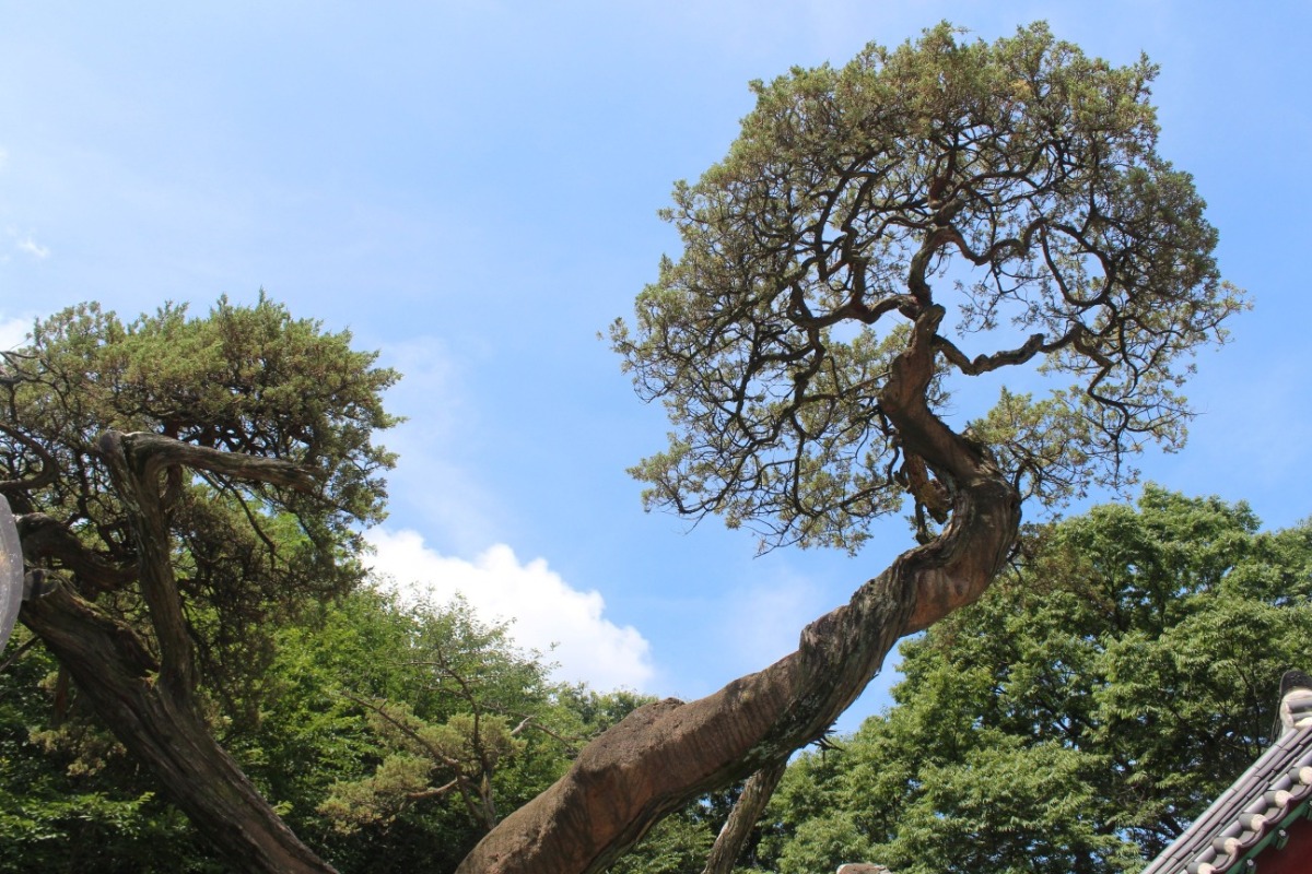 41호 향나무 윗부분