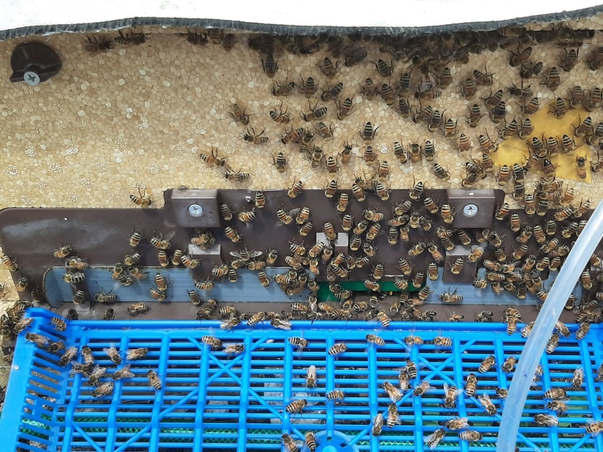 양봉장 벌들 모습