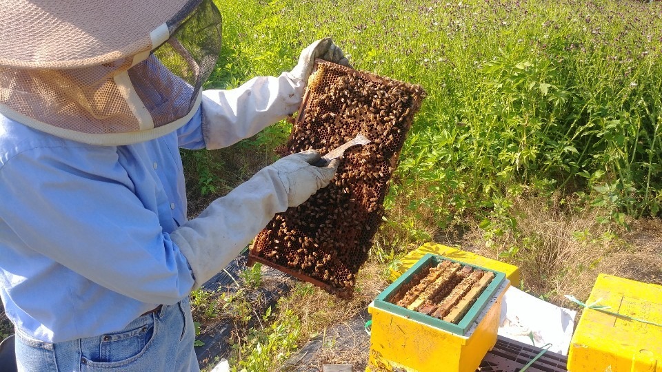 양봉 작업 모습