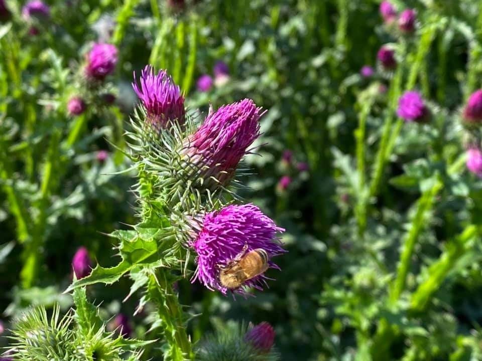보랏빛 향기를 찾아서
