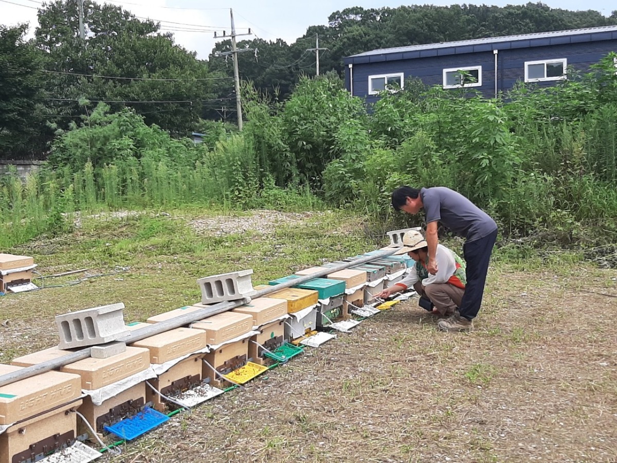양봉장에서 일하는 중인 유정미 씨와 조국현 씨
