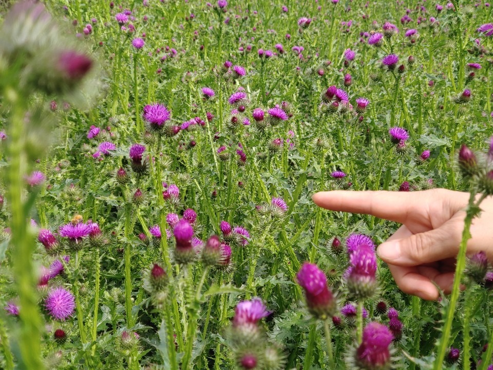 보라색 엉겅퀴 꽃이 핀 엉겅퀴 밭