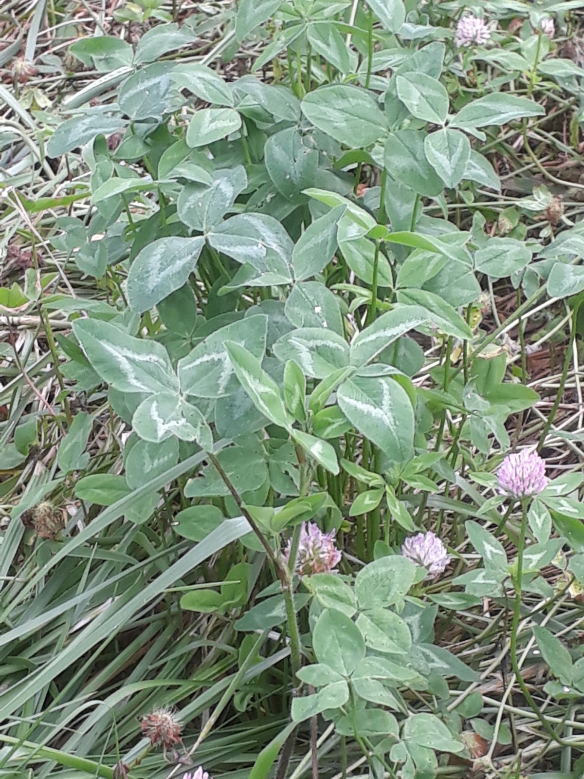 붉은토끼풀(레드클로버)