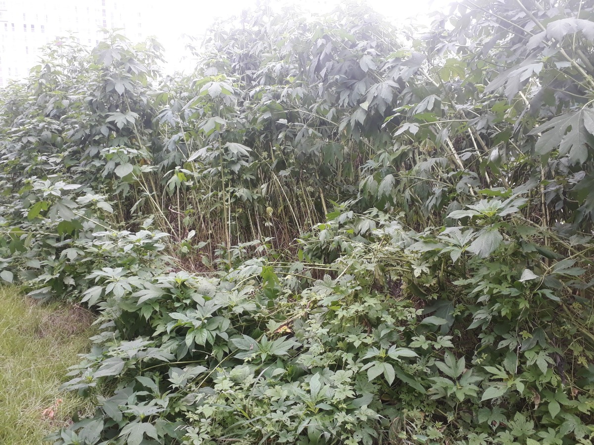 생태 교란 식물인 단풍잎돼지풀