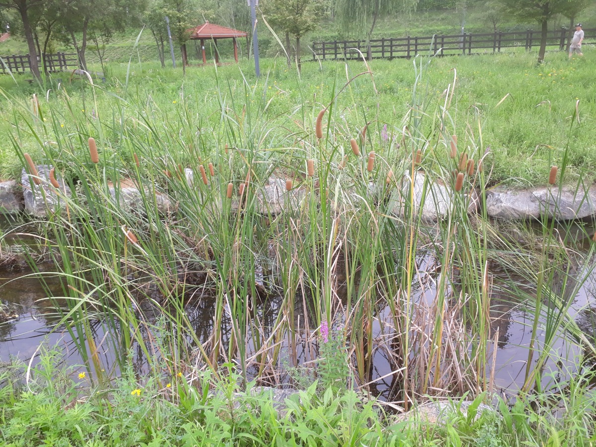 꽃꽂이에서 필수 꾸미개