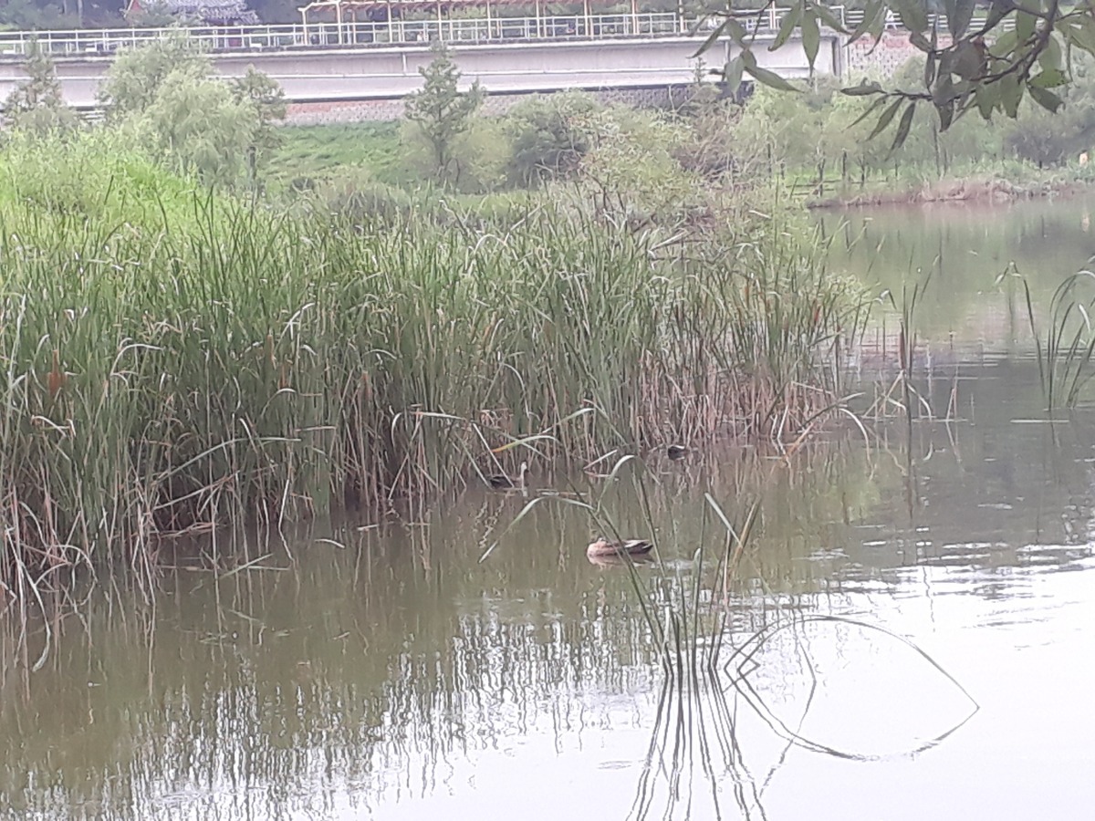 갈대 숲에서 노니는 가창오리 가족