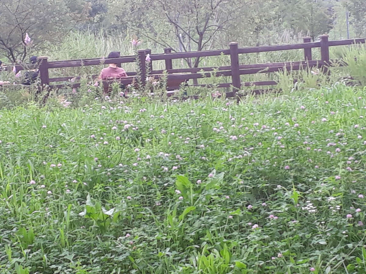 붉은토끼풀 군락