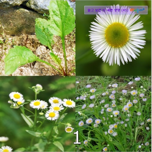 망초(출처: 경남교육청 공개 학습 자료)