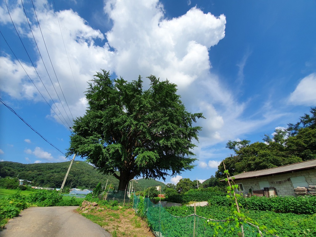 느티나무에서 바라본 은행나무