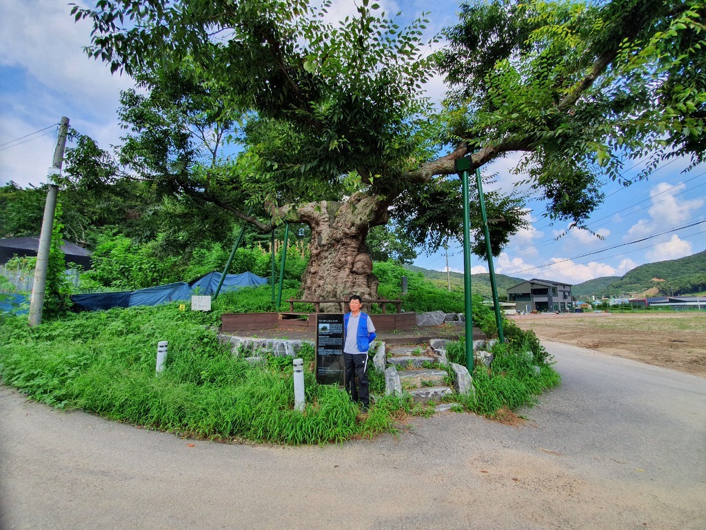 느티나무에 얽힌 사연을 친절하게 설명해 주신 마을 어르신