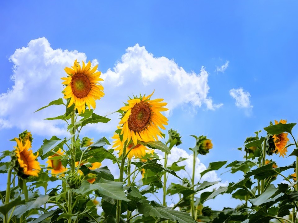 법원읍 가야리 들판 해바라기