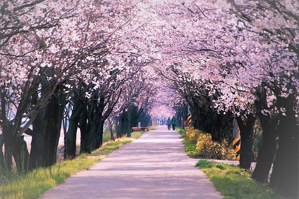 임진강폭포어장 뒷길의 화사한 벚꽃 (사진 김은주 씨 제공)