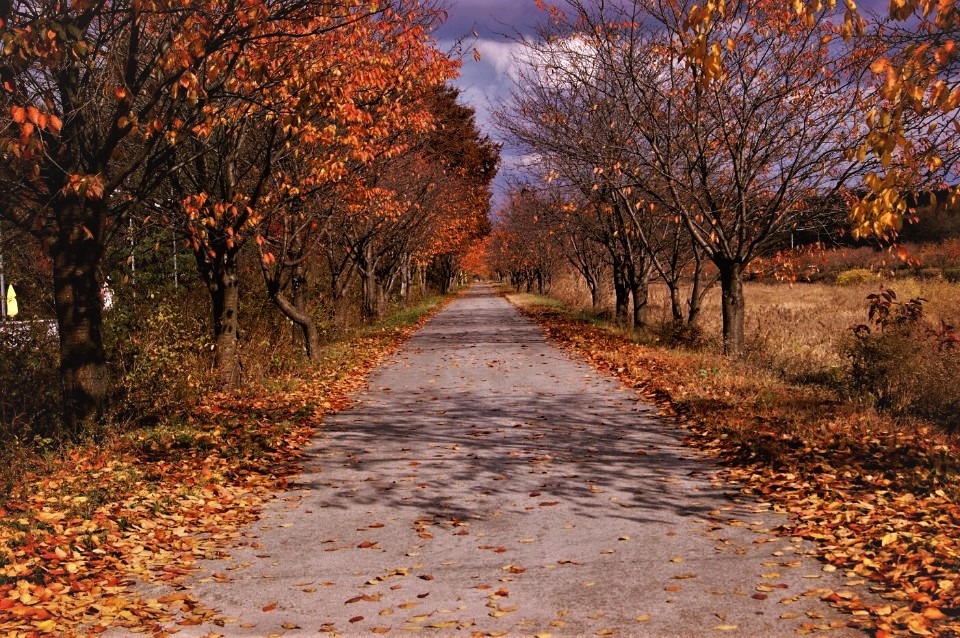 단풍이 지고 낙엽이 떨어진 가을의 산책길(사진 김은주 씨 제공)