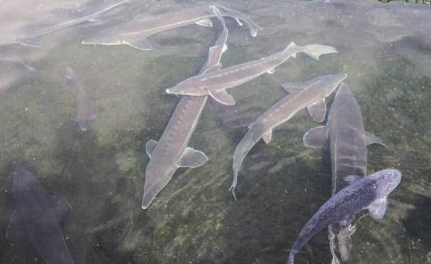 임진폭포어장의 철갑상어