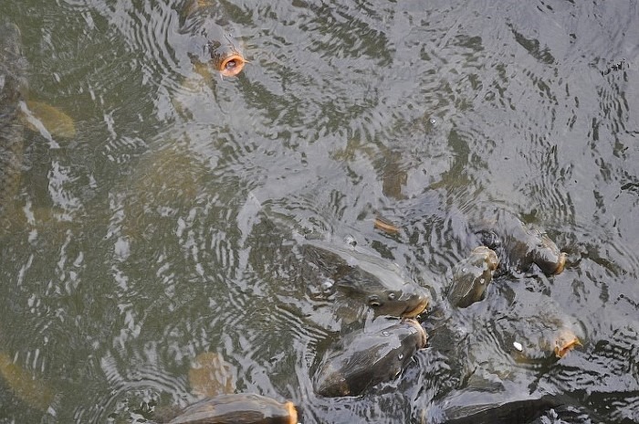 공원의 비단잉어떼