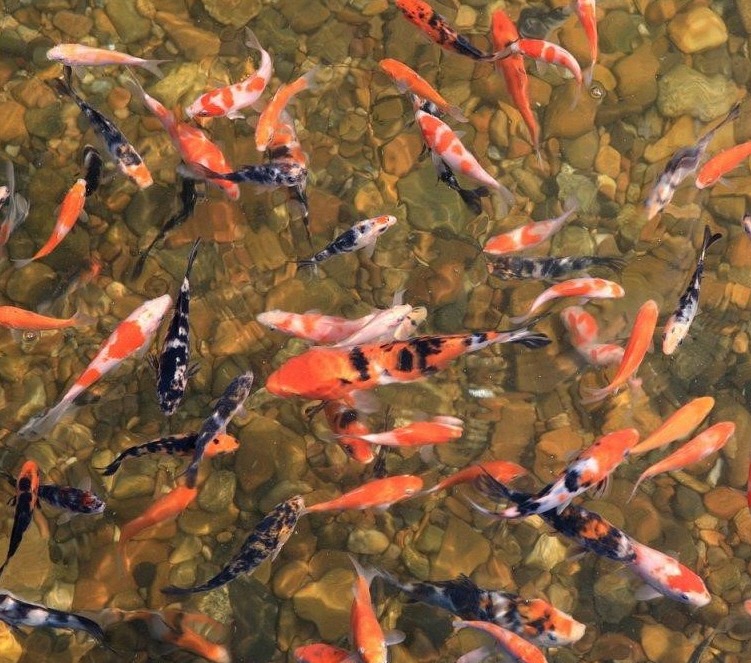 비단잉어 본래 색깔들