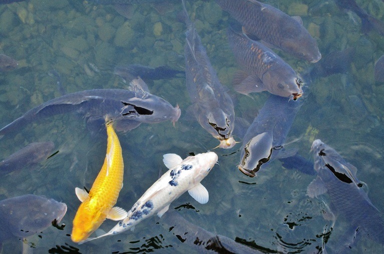 비단잉어 일산호수공원