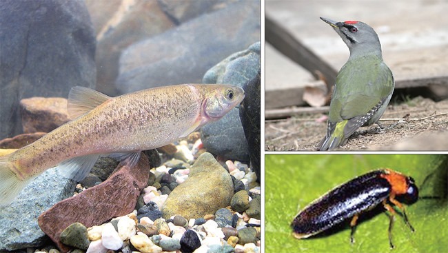 성남시의 깃대종 3종 버들치, 청딱따구리, 파파리반디불이