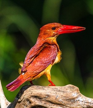 계룡산의 깃대종 호반새