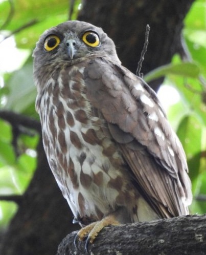 주왕산의 깃대종 솔부엉이