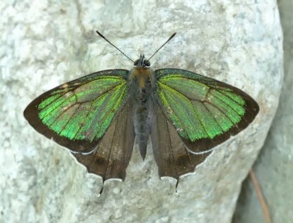 우리녹색부전나비. 날깨 안쪽은 암갈색.