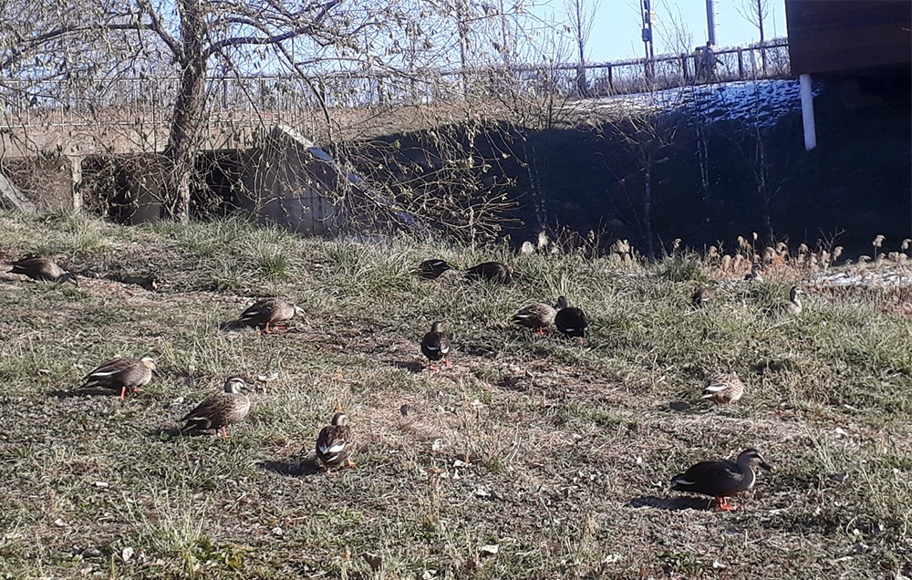 호숫가에서 먹이활동을 하고 있는 흰뺨검둥오리들