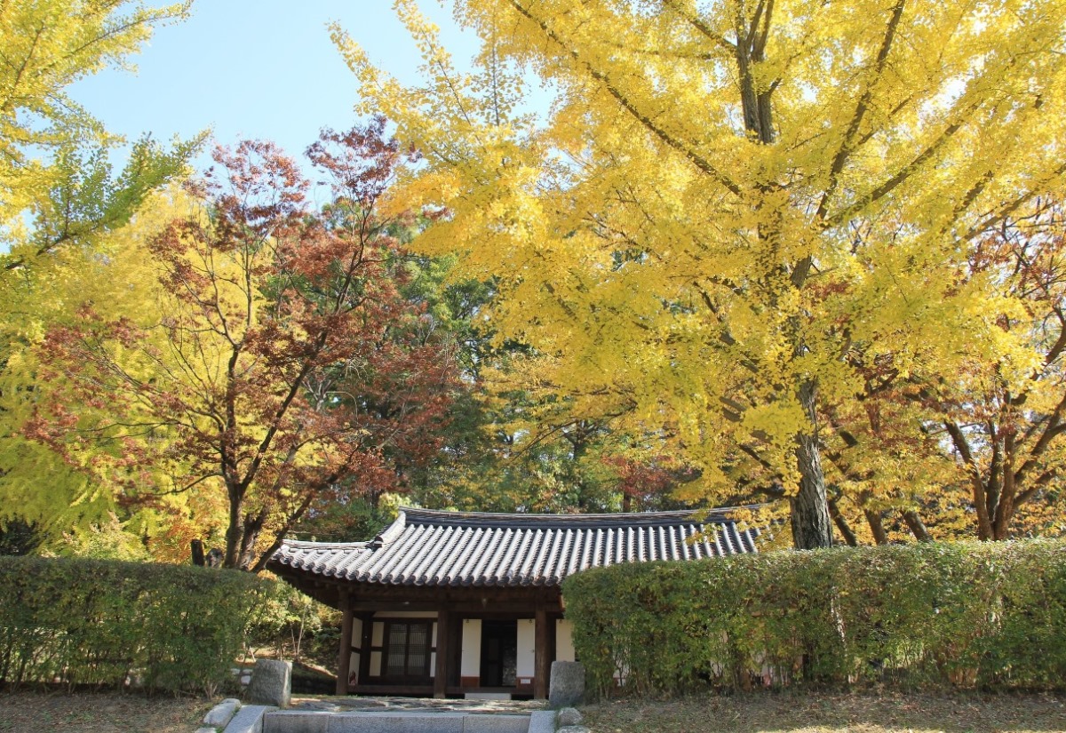 파주시 시목, 은행나무