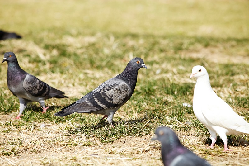 파주시 시조, 비둘기
