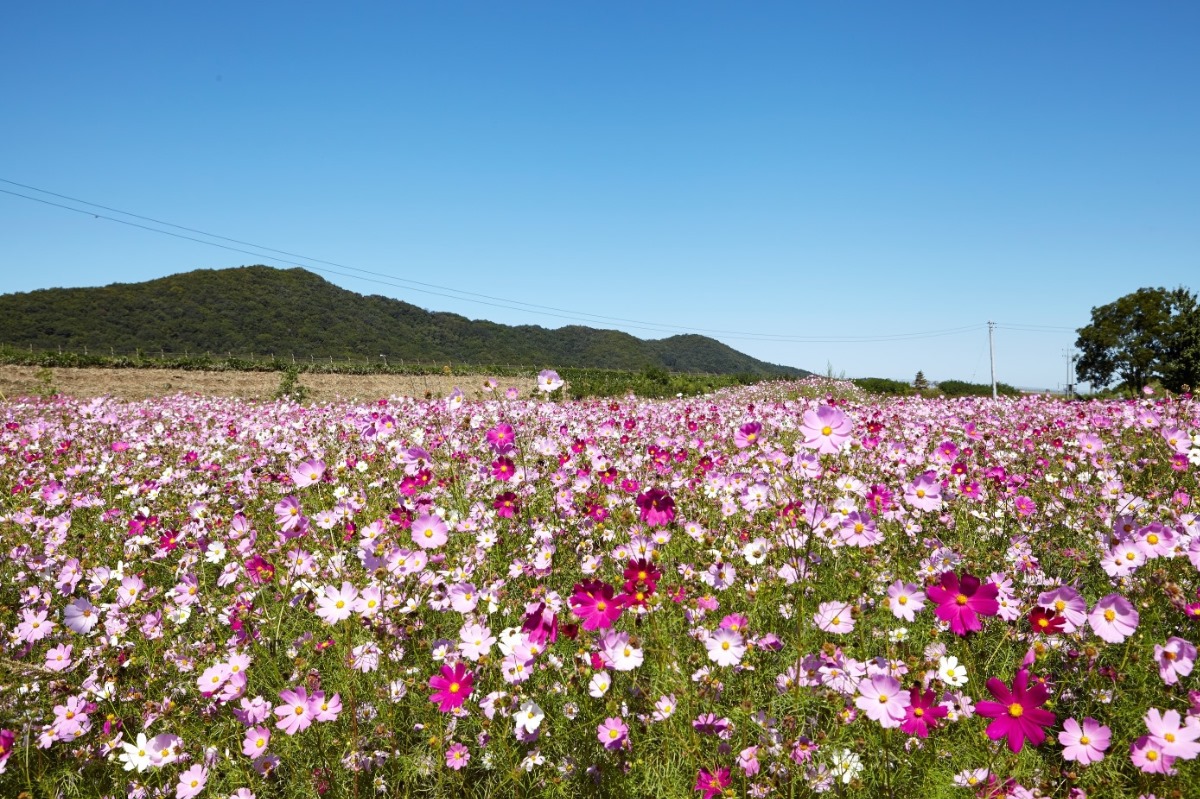 파주시 시화, 코스모스