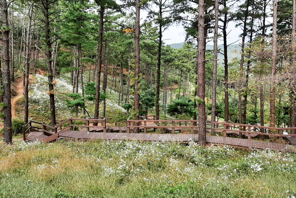 걷기 좋은 길 중 하나인 율곡수목원 산책길에 구절초가 하얗게 피어있다.