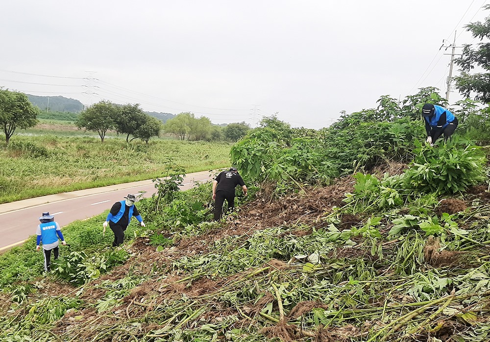 생태교란종 제거 작업하는 모습(파주시 제공)